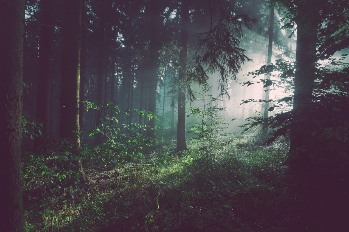 Forest landscape with mature native trees, representing the One Tree Planted reforestation work in the Andes